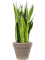 Sansevieria zeylanica in Terra Cotta, 29444 - Foto 73345