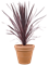 Cordyline australis 'Black Night' in Terra Cotta, 29463 - Foto 73407