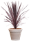 Cordyline australis 'Black Night' in Terra Cotta, 29464 - Foto 73410