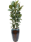 Ficus elastica 'Robusta' in Mystic - Foto 73507