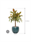 Ficus elastica 'Melany' in Marly - Foto 73581