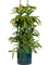 Ficus binnendijkii 'Amstel King' in Cylinder - Foto 73605