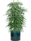 Ficus binnendijkii 'Alii' in Cylinder - Foto 73609
