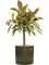 Ficus elastica 'Melany' in Cylinder - Foto 73633