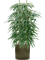 Ficus binnendijkii 'Alii' in Cylinder - Foto 73646