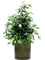 Ficus benjamina 'Danielle' in Cylinder - Foto 73650