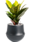 Croton (Codiaeum) variegatum 'Petra' in Fusion - Foto 73688