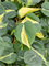 Philodendron scandens 'Brasil' in Fusion - Foto 73722
