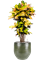 Croton (Codiaeum) variegatum 'Mrs. Iceton' in Zembla - Foto 73877