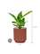 Philodendron `Imperial Green' in Capi Nature Groove Special - Foto 74137