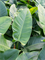 Philodendron `Imperial Green' in Laos Mini - Foto 74143