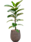 Ficus elastica 'Robusta' in Baq Opus Hit - Foto 74236
