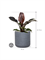 Philodendron `Imperial Red' in Baq Angle - Foto 74247