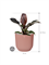 Philodendron `Imperial Red' in Vibes Fold - Foto 74301