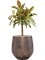Ficus elastica 'Melany' in Baq Opus Hit - Foto 74345
