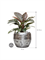 Philodendron `Imperial Red' in Baq Opus Raw - Foto 74520