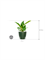 Philodendron `Imperial Green' in Groove - Foto 74540