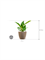 Philodendron `Imperial Green' in Groove - Foto 74594