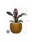 Philodendron `Imperial Red' in Marly - Foto 74859