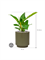 Philodendron `Imperial Green' in Capi Nature Groove Special - Foto 74899