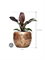 Philodendron `Imperial Red' in Baq Opus Raw - Foto 75061