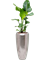 Strelitzia nicolai in Baq Opus Raw - Foto 75180