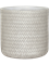 Alocasia zebrina in Baq Angle - Foto 75328
