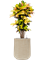 Croton (Codiaeum) variegatum 'Mrs. Iceton' in Baq Dune - Foto 75780