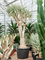 Aloe dichotoma - Foto 75855