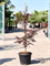 Acer Palmatum 'Dissectum Garnet' (170-210 - Foto 75875