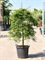 Acer palmatum 'Ryusen' (180-220) - Foto 75882