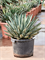 Agave ferdinandi 'Regis' - Foto 75899