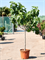 Ficus carica (180-240) - Foto 75954