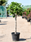 Ficus carica (160-180) - Foto 75957