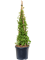 Hydrangea petiolaris - Foto 75962