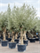 Olea europaea (220-280) - Foto 76006