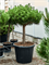 Pinus densiflora 'Alice Verkade' - Foto 76014