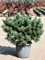 Pinus sylvestris 'Watereri Nana' (80-90) - Foto 76048