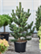 Pinus nigra 'Oregon Green' - Foto 76059