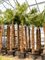 Trachycarpus fortunei - Foto 76094