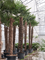 Trachycarpus fortunei (520-580) - Foto 76099