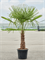 Trachycarpus fortunei (170-210) - Foto 76104