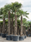 Trachycarpus fortunei (520-560) - Foto 76108