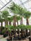 Trachycarpus fortunei (300-350) - Foto 76109
