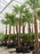 Trachycarpus fortunei (350-400) - Foto 76110