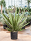 Yucca carnerosana - Foto 76122