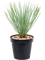 Yucca rostrata - Foto 76127