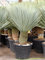 Yucca rostrata (150-160) - Foto 76129