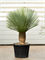 Yucca rostrata (170-190) - Foto 76131