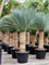 Yucca rostrata (190-230) - Foto 76135